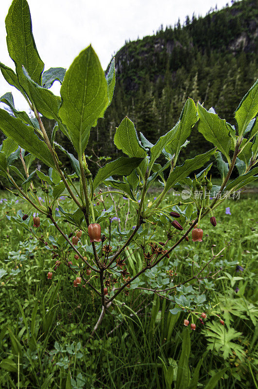 杜鹃花(Rhododendron menziesii)，又称铁杜鹃花(Menziesia ferruginea)，是石南科的一种开花植物，俗称锈杜鹃花(rusty Menziesia)、假杜鹃花(ock dualea)、假越橘花(false huckleberry)、假越橘花(fool’s huckleberry)和假杜鹃花(mock dualea)。中心国家的